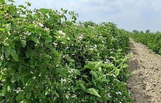 Kadirli’de kültür böğürtleni hasadı başlıyor