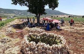 Kahramanmaraş’ta ’beyaz altın’ın hasadına...