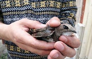 Kanadı kırık yaralı ebabil kuşuna belediye ekipleri...