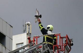 Kanadı takılan güvercin, itfaiye tarafından kurtarıldı