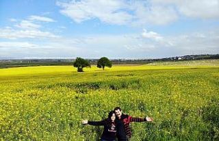 Kanola bahçesinden kartpostallık görüntüler