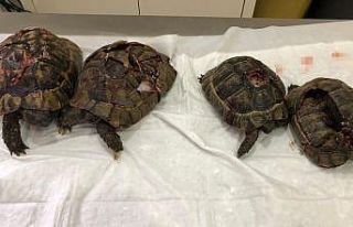 “Kaplumbağalarda kara büyü olduğu için öldürdüm”