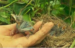 Kara Tavuk yavruları domates seralarına yuva yaptı