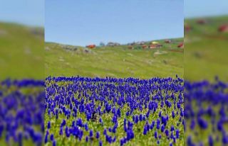 Karadeniz yaylalarında ’sümbül’ güzelliği