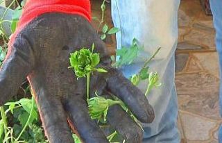 Karagüle yeşil rakip