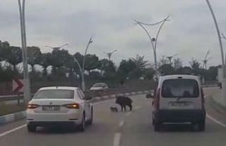 Karayoluna inen anne domuzun yavrularını koruma...