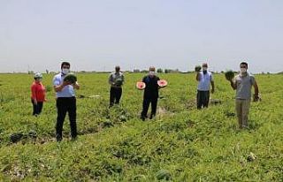 Karpuz timleri denetimde