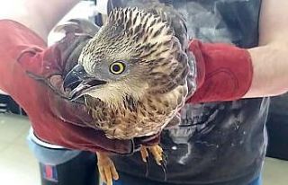 Kars’ta arı şahini tedavi altına alındı