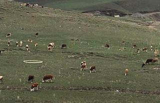 Kars’ta hayvanlar meralara çıktı