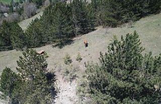 Kastamonu’da kayıp büyükbaş hayvanları jandarma...