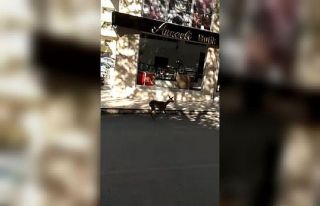 Kastamonu’da şehir merkezine ceylan indi