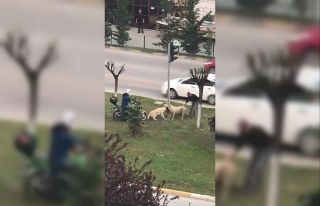 Kavga eden köpekleri ayırmak için seferber oldular