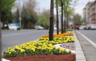 Kavşak ve refüjlerde bahar güzelliği