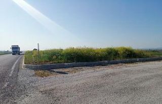 Kavşakta bulunan yüksek otlar trafiği engelliyor