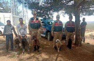 Kaybolan koyunları jandarma buldu