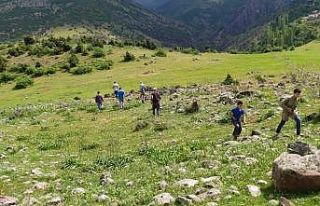 Kaybolan koyunlarını 12 gündür arıyor