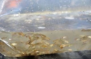 Kayseri’deki 4 göle 44 bin adet sazan yavrusu bırakıldı