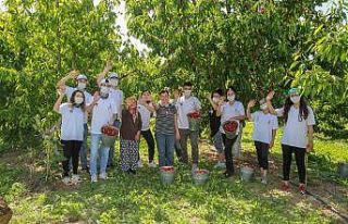 Kemalpaşa’da kiraz hasadı devam ediyor