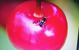 Kiraz üreticilerine ilaçlama uyarısı