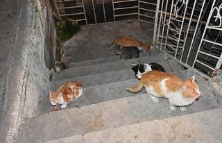 Kırıkkale Valiliğinden çağrı: "Sevimli...