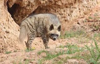 Kırmızı listede yer alan çizgili sırtlan Adıyaman’da...