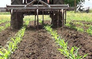 Kısıtlamadan muaf çiftçiler sıcağa rağmen iş...