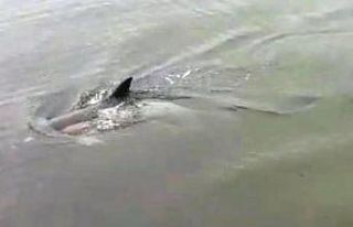 Kıyıya vuran yaralı yunusu kurtarma çabası kamerada