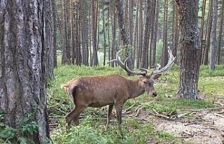Kızıl geyiklerin güzelliği kameralara yansıdı