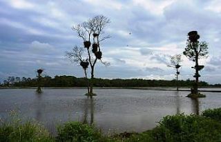 Kızılırmak Deltası Kuş Cenneti ‘kesin korunacak...