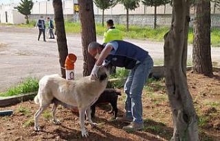 Kızıltepe Belediyesi sokak hayvanlarını unutmadı