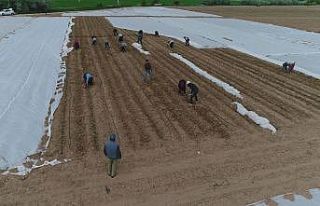 Konya’da tarlalarda çapa mesaisi başladı