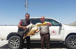 Konya’da yaralı bulunan pelikana yardım eli