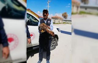 Konya’da yaralı halde bulunan şahin koruma altına...