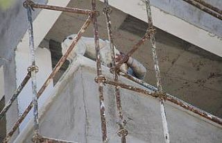 Köpek inşaat halindeki binanın 6’ıncı katına...