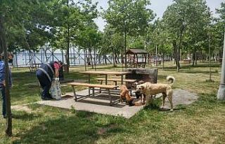 Körfez Belediyesi’nden sokak hayvanlarına su ve...