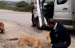 Körfez’de sokak hayvanları unutulmuyor