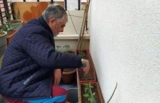 Korona günlerini balkonda sebze yetiştirerek geçiriyorlar