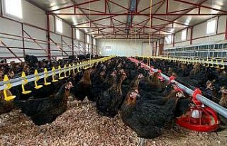 Korona virüs kanatlı sektörünü uçurdu