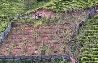 Korona virüs karantinaları sonrası Artvin’in...