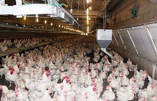 Korona virüs, tavuk ve yumurta sektörünü de vurdu