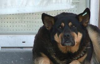 Korona virüs yüzünden binlerce hayvan sahipsiz...