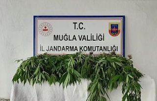 Köyceğiz’de kenevir bahçesine operasyon