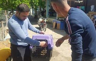 Köyde bulunan şahin ekiplere teslim edildi