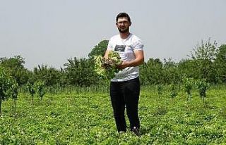 Köylünün marulu tarlada çürüdü