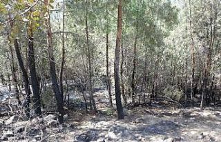 Kozan’daki orman yangını 5 saatte söndürüldü