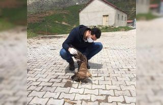 Küçük Balaban kuşu ve Kızıl Şahin tedavi altına...