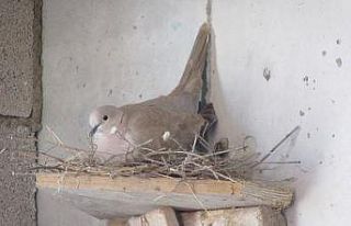 Kumru yuvası inşaatı durdurdu