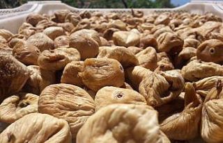 Kuru incirin verim ve kalitesi sosyal medyadan verilecek...