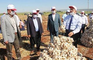 Kuru sarımsak hasadı başladı