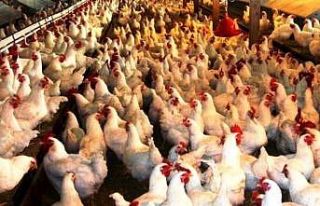 Kütahya’da 1 milyon 527 bin 796 kümes hayvanı...